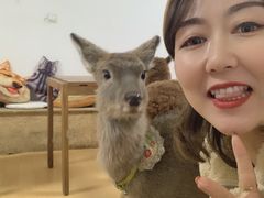 -猫色咖啡·猫咖