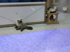 -喵园·猫主题咖啡厅·撸猫·猫咖(国贸店)