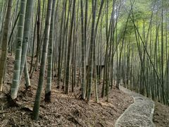 -上海佘山国家森林公园天马山园