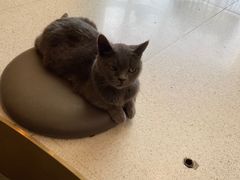 -飞行喵MR PILOT|猫舍·猫咖(静安大融城店)