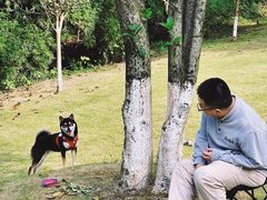 -铁山坪森林公园