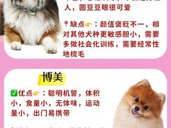 -翊宠yipet猫狗购宠庄园