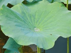 -荷塘月色湿地公园·向阳花洲