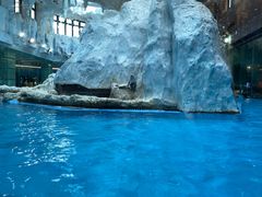 -帝企鹅自助餐厅•儿童岛•真企鹅(长隆企鹅酒店)