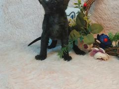 -十年猫舍·猫咪专门店(普陀店)