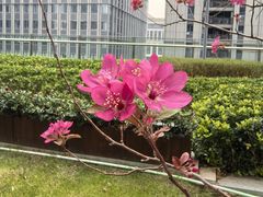 -上海前滩香格里拉大酒店