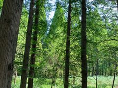 -黄海国家森林公园