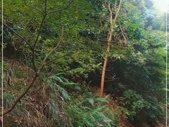 -中山市树木园