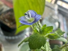 -米斯特比萨(光华桥凯德MALL天津湾店)