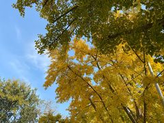 -三里屯东五街银杏大道