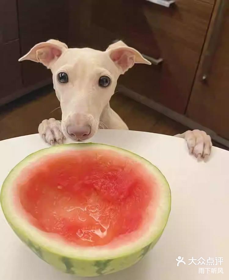 狗子啃西瓜皮吧