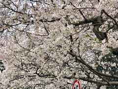 -武汉大学-樱园