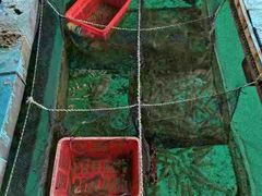 -大湾区中央湿地公园-十九涌