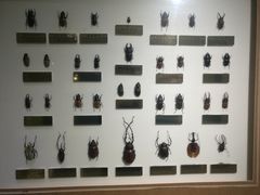 -上海昆虫博物馆