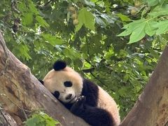 -都江堰中华大熊猫苑