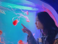 -芜湖新华联大白鲸海洋公园