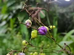 -中国科学院华南植物园
