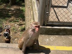 -千岛湖东南湖区