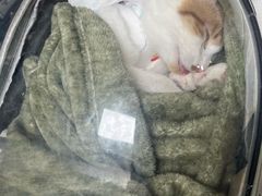 -仁普宠物诊所·中兽医·夜诊·狂犬免疫点(住友昌盛新苑店)