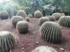 -呀路古热带植物园