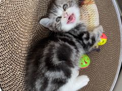 -猫十亿·布偶金渐层·曼基康矮脚猫舍(青年路店)
