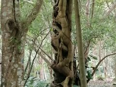 -中国科学院西双版纳热带植物园
