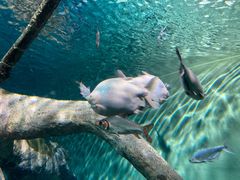 -上海海洋水族馆