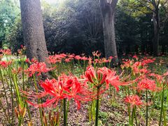 -上海滨江森林公园