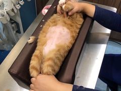 -萌兽医馆·犬猫专科·眼科中心·宠物医院(朝阳门分院)