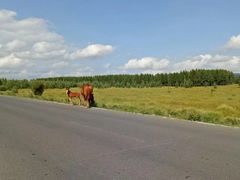 -塞罕坝国家级自然保护区