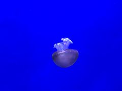 -瑞普利水族馆