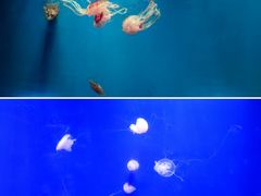 -杭州海底世界