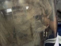 -安安宠医宠物医院·异宠·犬猫内科(岳阳分院)