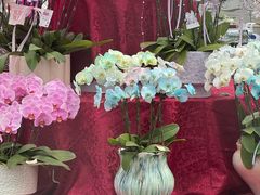 -上海鲜花港