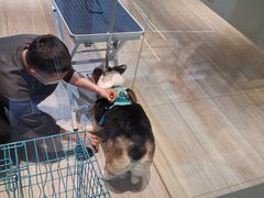 -悠尼宠物·独立低压伊珊娜洗护·美容·寄养(兰谷路店)