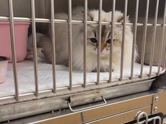 -瑞派康怡24h宠物医院·犬猫医疗中心·微创绝育(瑞景分院)