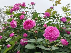 -南京国际青年文化中心