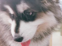 -爱侣宠医·鹦鹉专科·小型哺乳类·异宠专科(灵石路店)