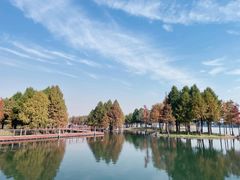 -贡湖湾湿地公园