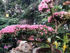 -北京植物园-展览温室