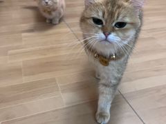 -唐小姐の私宠·宠物洗护美容·撸猫馆·购宠(周浦万达旗舰店)