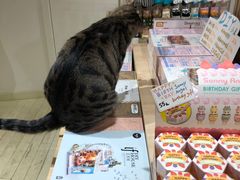 零售区-猫的天空之城概念书店(丽江古城饮玉巷店)