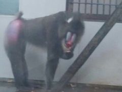 android_upload_pic-西安秦岭野生动物园