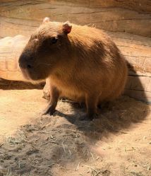 -Zoolung Zoolung动物主题公园(海信广场店)