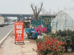 -龙大花卉苗木市场