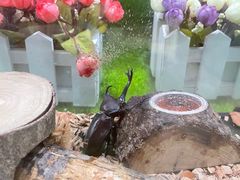 -上海昆虫博物馆