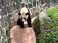 -都江堰中华大熊猫苑