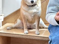 -是阿柴呀！柴犬咖啡·爱喵喵猫咖