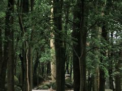 -火炉山森林公园