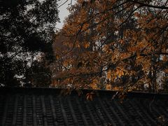 -四海公园(南山区)